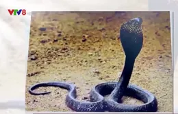 Cảnh báo rắn độc cắn trong mùa mưa
