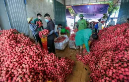 Hàng chục thương nhân Trung Quốc sang Bắc Giang thu mua vải thiều