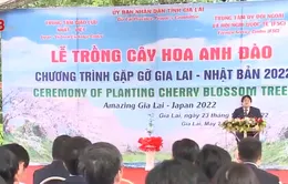 Gia Lai trồng hoa anh đào do Nhật Bản tặng