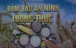 Nguồn thực phẩm được quyên góp ngày càng ít đi, gia tăng áp lực lên các ngân hàng thực phẩm