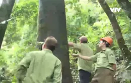 Hàng loạt nhân viên bảo vệ rừng nghỉ việc