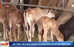 Hà Tĩnh tái khởi động dự án chăn nuôi bò Bình Hà