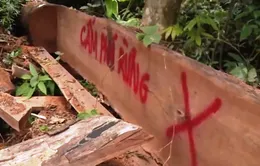 Ngang nhiên chặt phá rừng giữa ban ngày