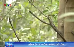 Liên kết để trồng rừng gỗ lớn
