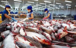 Giá cá tra xuất khẩu vào Hoa Kỳ lập kỷ lục