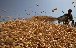 Ấn Độ cho phép xuất khẩu một lượng nhỏ lúa mì sau lệnh cấm