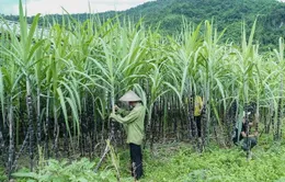 Đi tìm giải pháp tháo gỡ khó khăn cho ngành mía đường