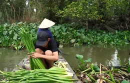 Cặp lá yêu thương: Cậu bé nuôi ước mơ đi học giữa dòng lục bình