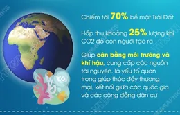 [Infographic] Ngày Đại dương thế giới 8/6: Tầm quan trọng và thực trạng của đại dương