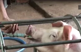 Tái diễn tình trạng bơm nước vào lợn ở Bạc Liêu