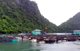 Huyện Vân Đồn (Quảng Ninh): Kiên quyết đưa người ở lại các lồng bè thủy sản lên bờ