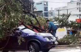 TP Hồ Chí Minh: Hàng loạt cây ngã đổ đè 3 ô tô sau cơn dông lớn