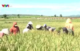 Hiệu quả từ mô hình khai hoang đất, chia ruộng cho người nghèo