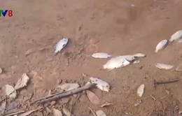 Hà Tĩnh: Cá chết hàng loạt tại hồ cấp nước sinh hoạt
