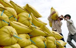 Tạo thương hiệu gạo ổn định để mở rộng thị trường xuất khẩu