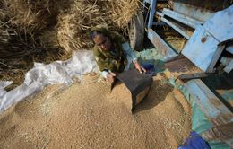 Sản lượng gạo của Ấn Độ có thể giảm tới 12 triệu tấn trong năm nay