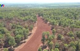 Hàng nghìn cây thông lâu năm chết khô trong dự án sân golf Đăk Đoa
