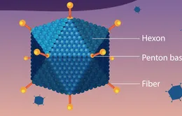 Bệnh do virus Adeno từng bùng phát thành dịch tại Việt Nam