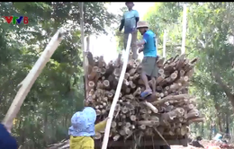 Ngăn chặn tình trạng khai thác keo non