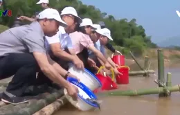 Thanh Hóa: Thả cá giống tái tạo nguồn lợi thủy sản lòng hồ thủy điện