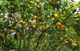 Làng hoa Sa Đéc nườm nượp đón khách ngày đầu năm mới