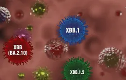 Nga và Romania phát hiện biến thể XBB.1.5