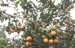 Nông dân Hà Tĩnh thu hoạch cam giáp Tết