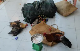 Kiên Giang: Triệt xóa tụ điểm đá gà ăn tiền đầu năm mới
