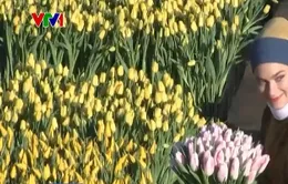 Nhộn nhịp Ngày hoa tulip tại Hà Lan