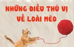 Những điều thú vị về loài mèo