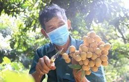 Xuất khẩu chính ngạch lô nhãn đầu tiên sang Nhật Bản