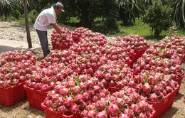 Trung Quốc “mở cửa”, giá thanh long tăng gấp 3 lần