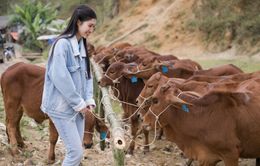 Á hậu Phương Nhi tặng bò cho nông dân nghèo quê nhà