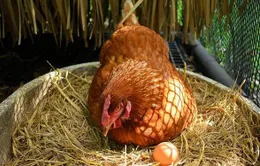 Tự nuôi gà trong nhà mang đến nhiều mối nguy tiềm ẩn