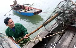 Làm rõ nguyên nhân ngao, hàu chết hàng loạt tại một số địa phương ở Hà Tĩnh