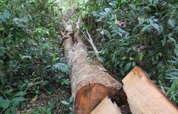 Khởi tố vụ án phá rừng xảy ra tại huyện Kbang, Gia Lai
