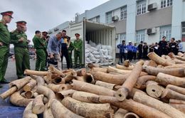 Bắt giữ lô hàng ngà voi nhập lậu lớn nhất từ trước đến nay tại Hải Phòng