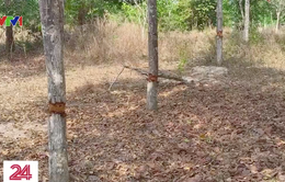 Truy tìm thủ phạm đầu độc nhiều cây gỗ quý tại Khu bảo tồn Bình Châu - Phước Bửu