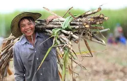 Nông dân phấn khởi đón mùa “mía ngọt”
