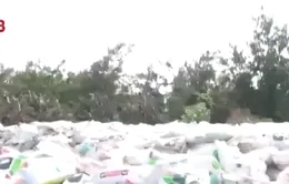 Ô nhiễm môi trường từ những bãi tập kết phân chim cút