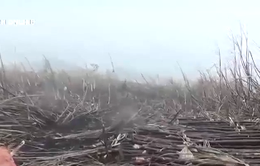 Phú Yên: Hỗ trợ tiêu thụ hơn 5.000 tấn mía cháy cho nông dân