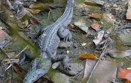 Kiên Giang: 6 con cá sấu sổng chuồng bơi ra hồ nước công viên