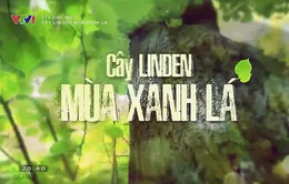 VTV Đặc biệt "Cây Linden - Mùa xanh lá": Nhìn lại nửa thế kỷ của nền ngoại giao Việt Nam - Pháp