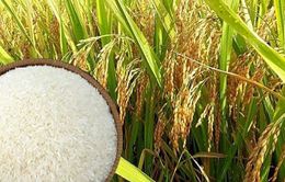 Bộ Công Thương lấy ý kiến về nhập khẩu gạo, lá thuốc lá khô năm 2023 và 2024