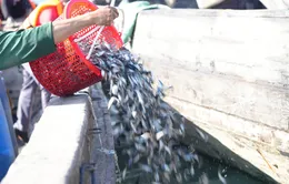 Tây Ninh: Gần 250.000 tôm, cá giống được thả để bảo vệ nguồn lợi thủy sản hồ Dầu Tiếng