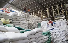 Gạo Việt Nam tiếp tục thiết lập kỷ lục mới