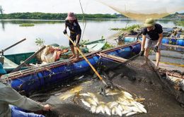 Hà Tĩnh: Nhiều hộ nuôi cá lồng bé điêu đứng vì cá chết