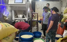 Phát hiện hộ kinh doanh gạo "Séng cù xanh" nhuộm từ lá dứa