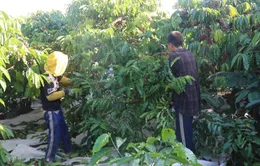 Tây Nguyên hút lao động mùa cà phê