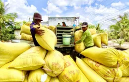 Doanh nghiệp gạo gặp khó trong thu mua, xuất khẩu